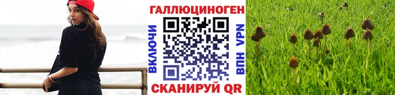 mega ССЫЛКА  Заволжск  Псилоцибиновые грибы мицелий  наркошоп 